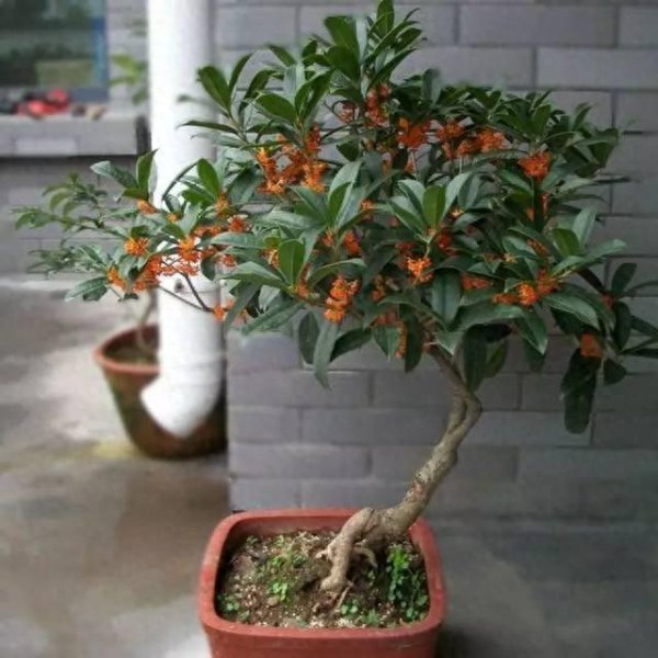 今裕堂 房子前面为什么不能种桂花树？房子前面有桂花树的，要了解一下！
