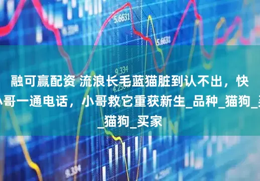 融可赢配资 流浪长毛蓝猫脏到认不出，快递小哥一通电话，小哥救它重获新生_品种_猫狗_买家